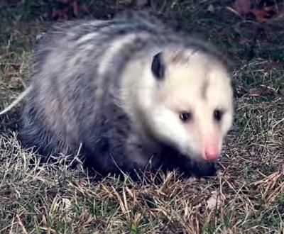 Opossum in Ontario