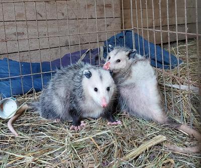 Two Opossums