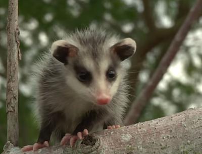 Young Possum