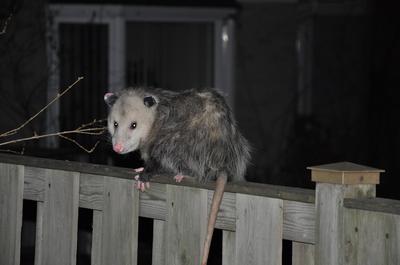 Possum on the fence