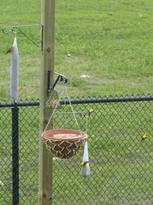 Goldfinches