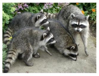 Four Raccoons huddled together, striped tail animals, masked bandits Canada