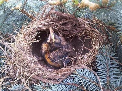 Baby Robin in a nest