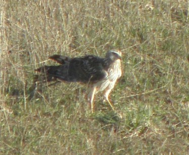 Raptor in my yard