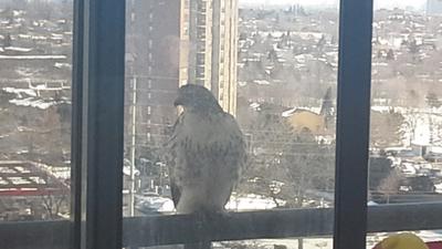 Red Tailed Hawk beside window in Mississauga