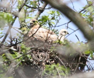 Red Tail Hawk with young