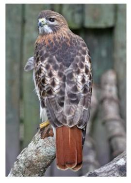 A Red Tail Hawk standing on a tree stump