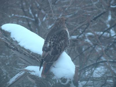 Red Tailed Hawk