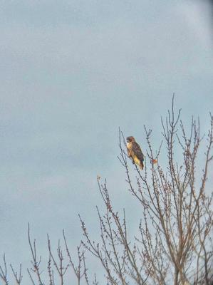 Red Tailed Hawk