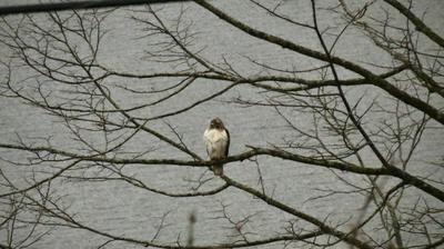 Red Tailed Hawk visits the Rideau Waterway