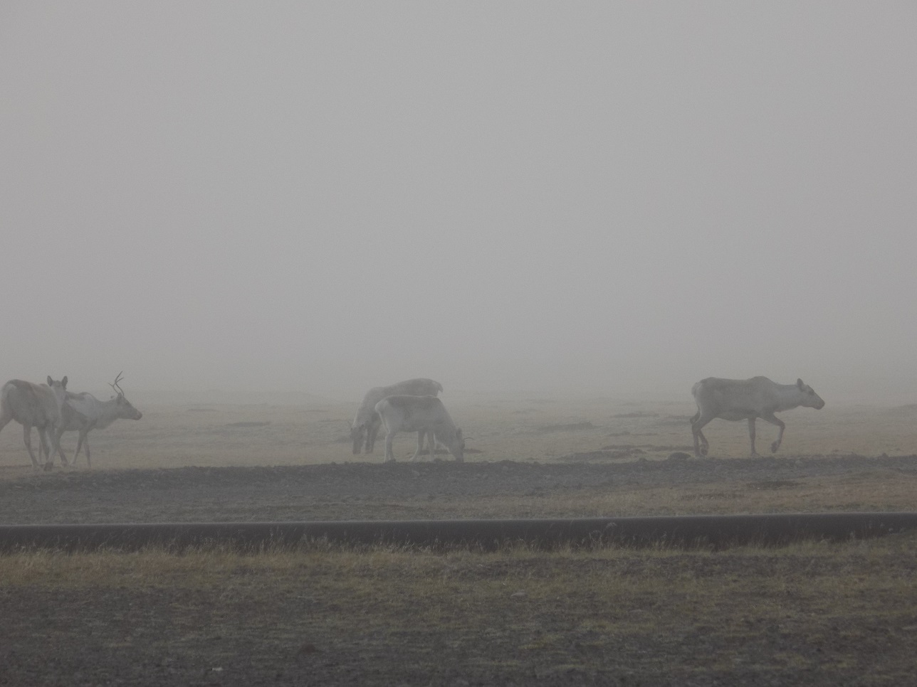 Reindeer in the Mist at Hoffell