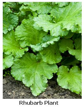 Delicious Ontario Rhubarb