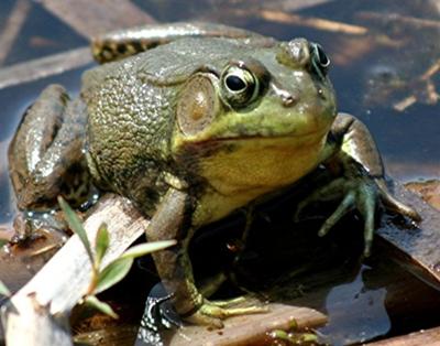 Green Frog - close up