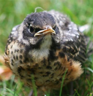 Baby Robin looking Anxious!