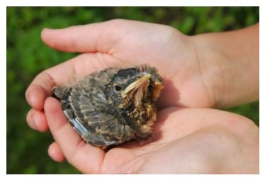 Rescued Robin Chick