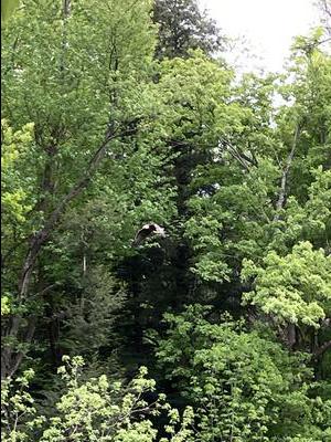 Bald Eagle Huttonville Ontario