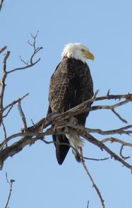 Adult Bald Eagle