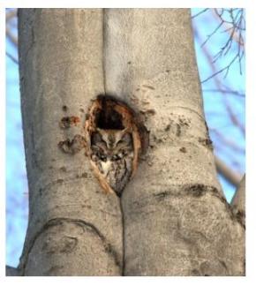 Screech owl asleep in a hole in a tree