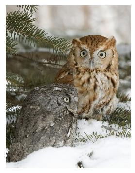 Two Screech owls on a tree in the snow