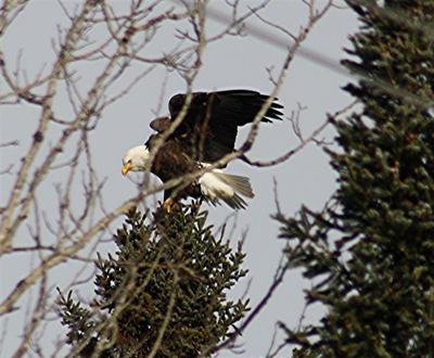 Bald Eagle