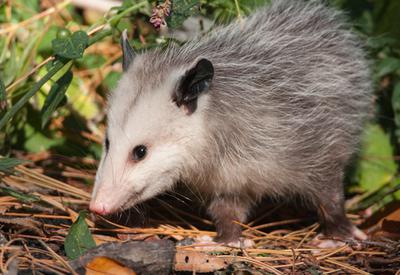 Possum