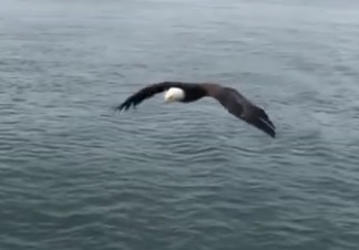 Flying Bald Eagle