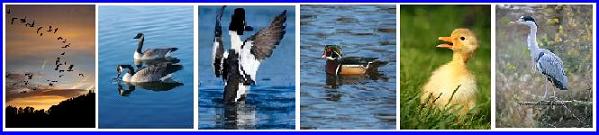 Ontario Waterfowl Canada Geese, Ducks, Ducklings, Blue Heron