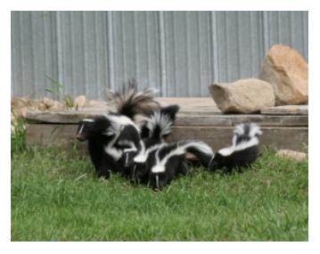 skunks as pets in ontario