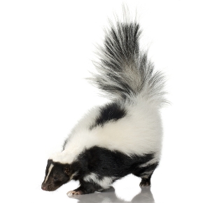 Black and white skunk with tail raised
