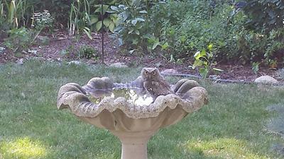 Garden Owl