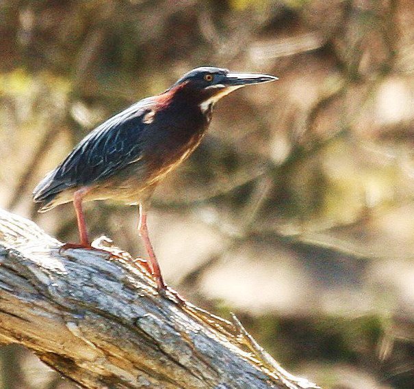 small heron by Aaron Blanshard photographer