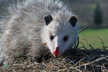 Perhaps it was an Opossum?