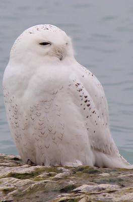 Beautiful Snowy Owl