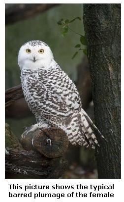Female Snowy Owl showing plumage