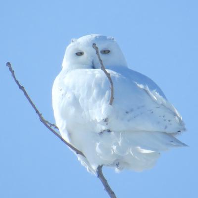 Male Snowy Owl