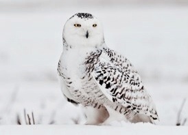 Snowy Owl