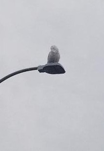 Snowy Owl on Fifty Road