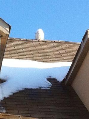 On my roof in Caledonia Feb 12 / 2014