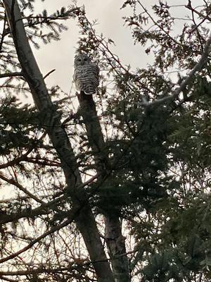 Snowy Owl