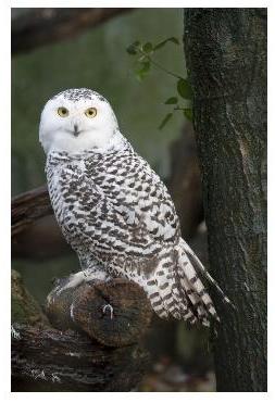 Snowy Owl on a tree