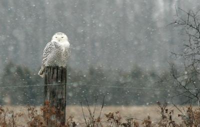 Snowy Owl near Ingersoll, Ontario<br> courtesy of Dan & Sue 