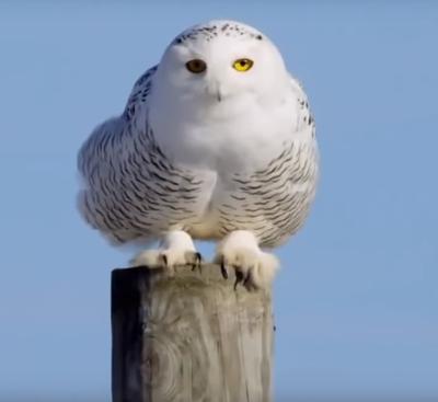 Snowy Owl on utility pole