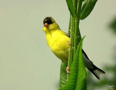 Goldfinch