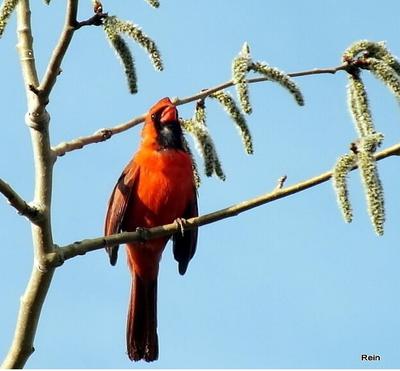 Cardinal