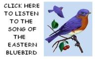 The song of the Eastern Bluebird