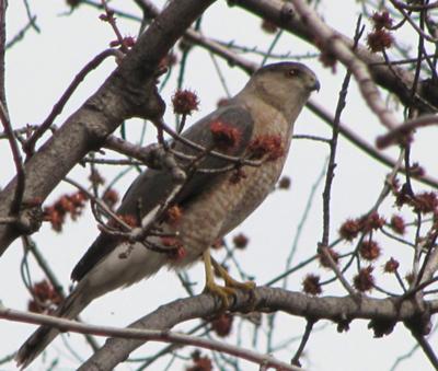 Sparrowhawk