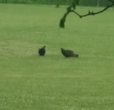 Turkey Vultures