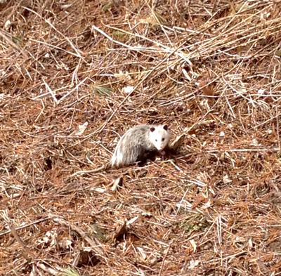Spring Possum in Brant County