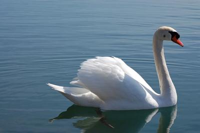 Majestic Swan