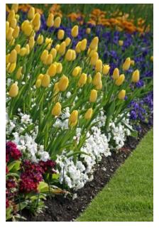 spring border in Ontario with daffodils, tulips and other spring flowers